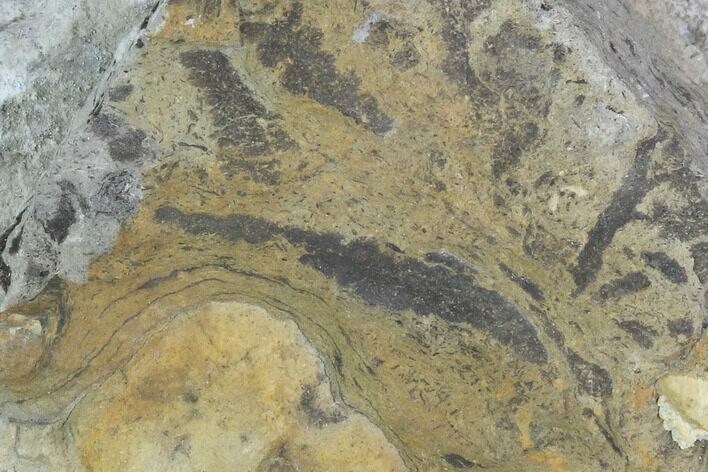 Plate Of Silurian Fossil Algae (Leveillites) - Estonia #102644